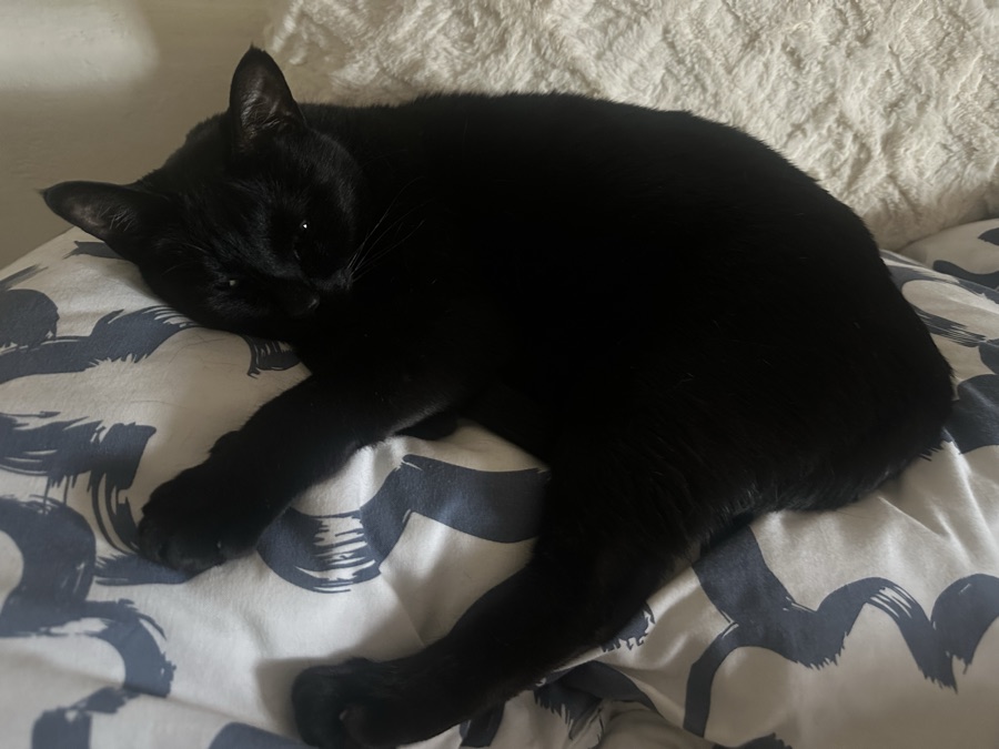 Bruce, the cat