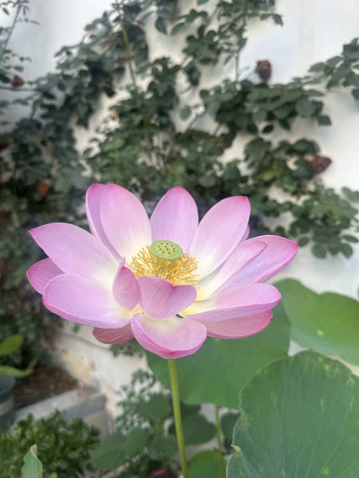 My parents' yard, Jiangyou, China, 2026